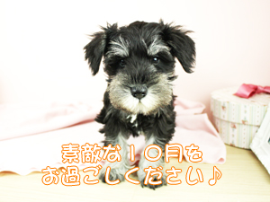 １０月になりました！
